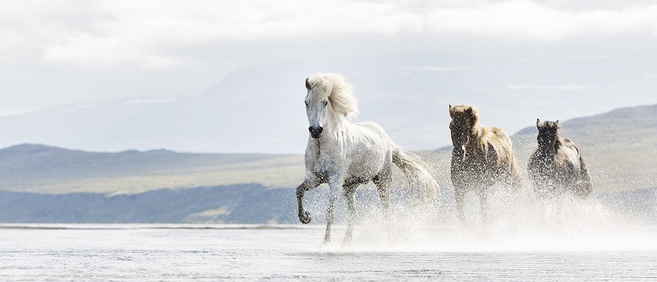 Islandske heste i Island