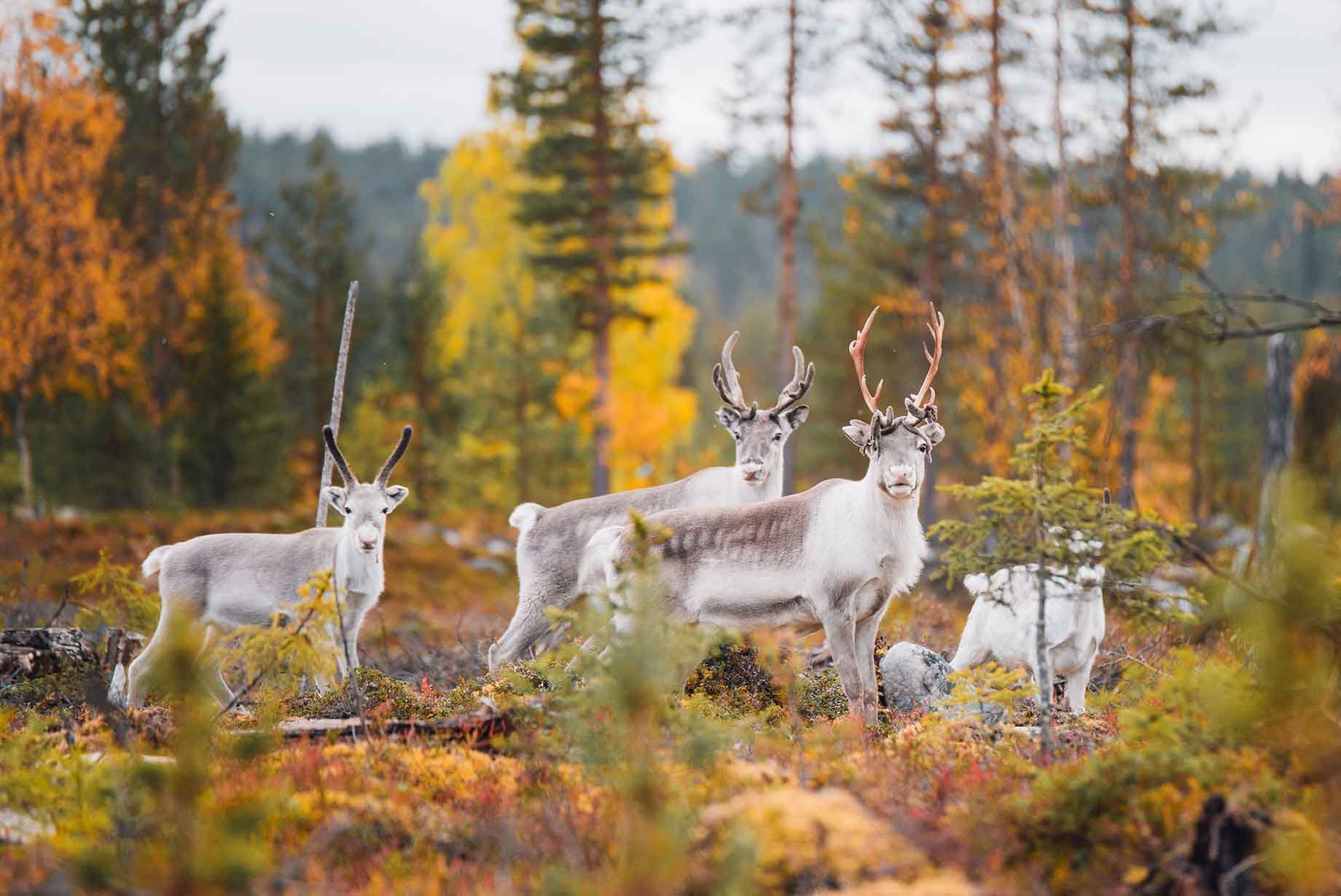 spørgsmål og svar rejser til Finland